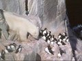 北极熊攀登悬崖捕食海鸠