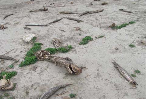 美国德州大旱重创生态系统 数年才能恢复_回顾