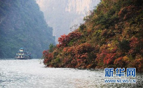 11月下旬以来重庆巫山县红叶进入最佳观赏期