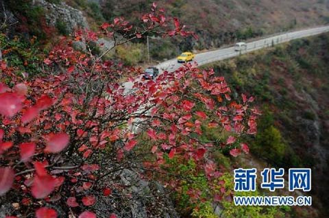 11月下旬以来重庆巫山县红叶进入最佳观赏期
