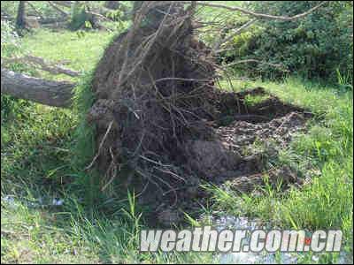吉林大安突遭龙卷风袭击  大树 被 连根拔起 _实况