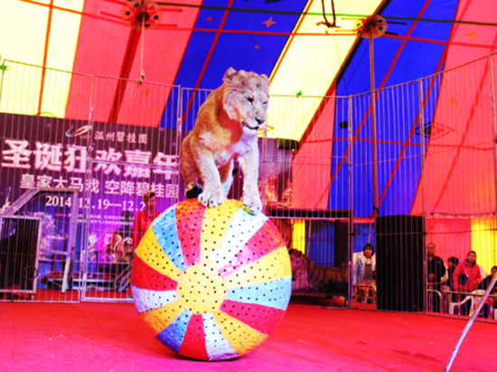 皇家马戏团12.19首映温州碧桂园 三期12.27将