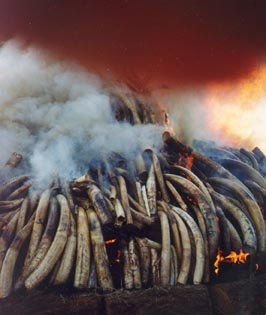 象牙——南非不能不提的资源