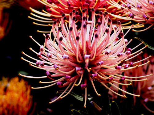 南非国花:普洛蒂亚-帝王花