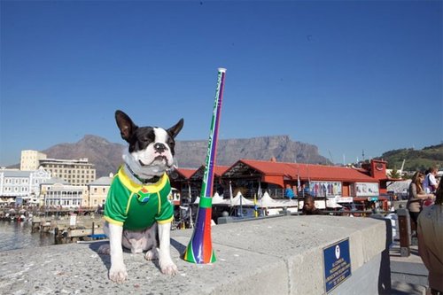南非一航空公司打出格广告 狗取名布拉特_2