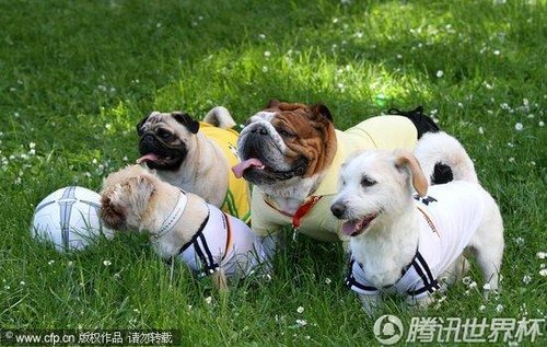 2010年6月7日,一群小狗快乐地玩起足球.imago/cfp2010-06-20/体育