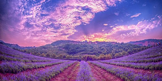 无锡雪浪山熏衣草游玩攻略 _频道-无锡