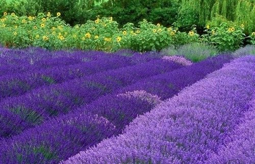 无锡雪浪山熏衣草游玩攻略 _频道-无锡