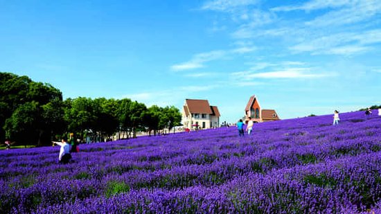 无锡雪浪山熏衣草游玩攻略 _频道-无锡