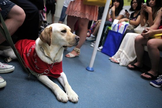 无锡轨交条例允许导盲犬进地铁 可免费申领_频