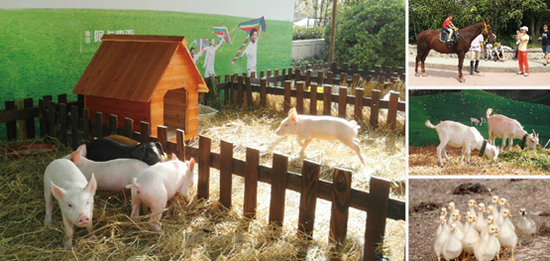 阿卡迪亚猪猪乐园 锡首家体验式牧场盛大开幕_频道-无锡_腾讯网