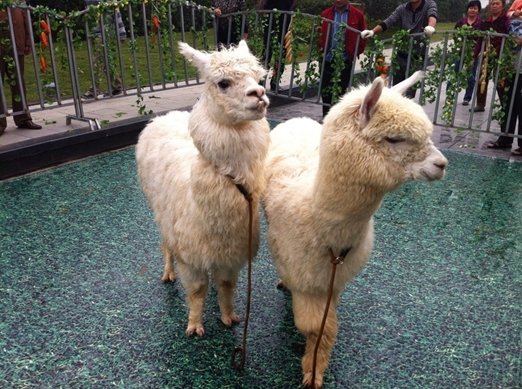 超萌神兽驾临协信未来城 周末寻马主题嘉年华