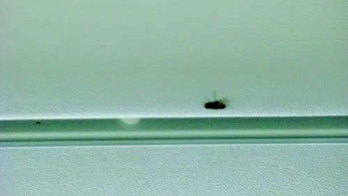 世界最牛 苍蝇:坐飞机从延安一直 飞 到西安