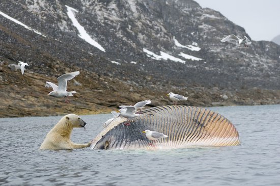 一只北极熊在吞食死鲸鱼.