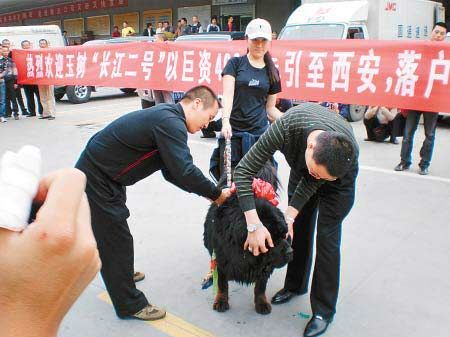 老板花400万元买藏獒空运 30辆奔驰接机(图)