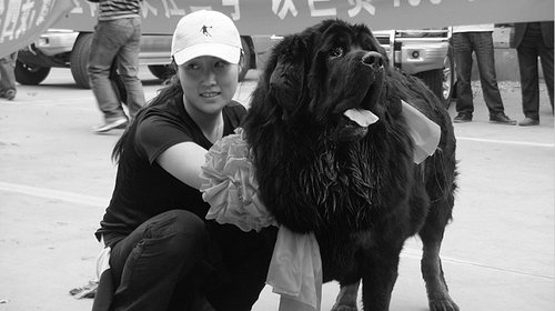 女子花400万元买藏獒空运 30辆奔驰接机(图)