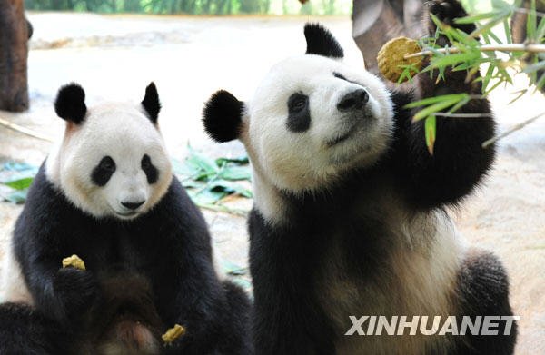 可爱熊猫吃竹粉月饼过中秋