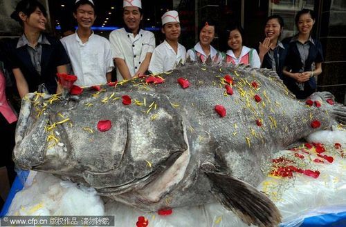 火锅店花8万元购得823斤石斑鱼(组图)
