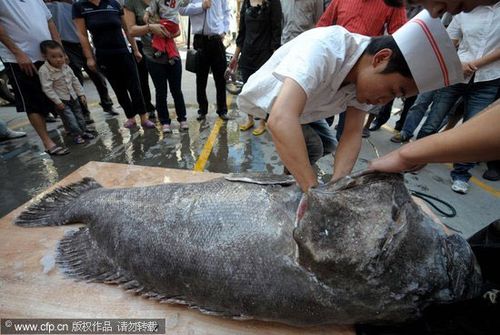火锅店花8万元购得823斤石斑鱼(组图)