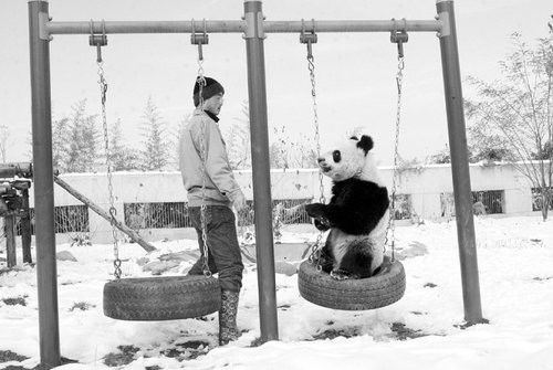 两只国宝上体育课 雪地里练习直立行走