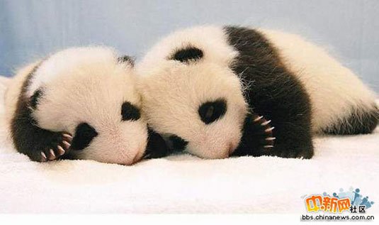 可爱大熊猫的成长过程