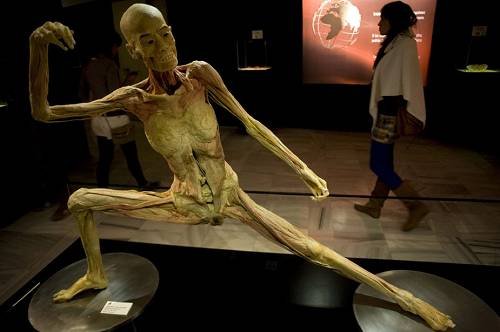 西班牙<em>人体</em>标本艺术展 探寻<em>人体</em>奥秘_旅游滚动