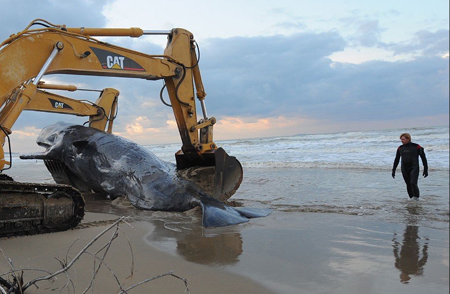 意大利五头抹香鲸搁浅死亡