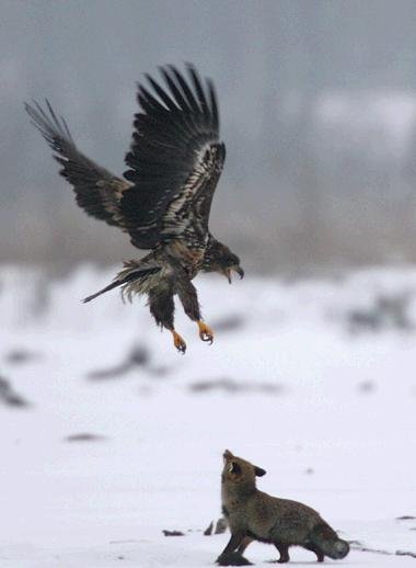 我是特种兵之火凤凰天狼和蜂鸟_只狼凤凰伞_我是特种兵之火凤凰 天狼