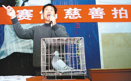 西安鸽友献爱心 20只赛鸽逾11万善款全捐海地