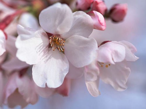 樱花飞舞