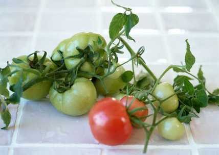 可以用什么代替西红柿 29102115.jpg