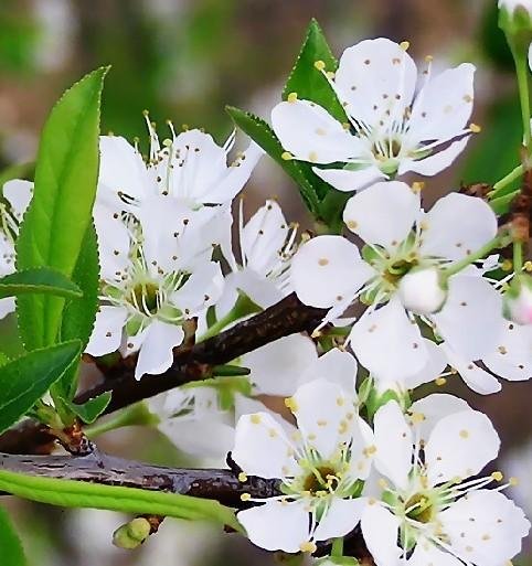 桃李芳菲 春季各地赏花攻略(组图)
