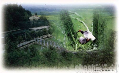 踏春之旅西安华兴雪佛兰车友陕南花海自驾游