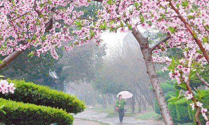 昨日我市喜降春雨"三月里的小雨淅沥沥下个不停"昨日的西安在小雨