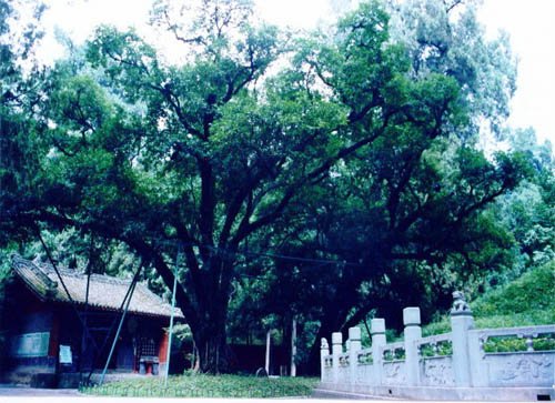 勉县武侯墓:蜀汉丞相诸葛亮的葬地