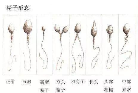 精子形态与养囊胚胎的关系：评估健康精子的新视角