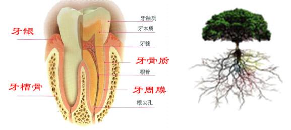 人口腔照片_人口腔上皮细胞(3)