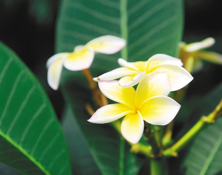 世园自然馆里出新花 清新美丽淡雅的鸡蛋花