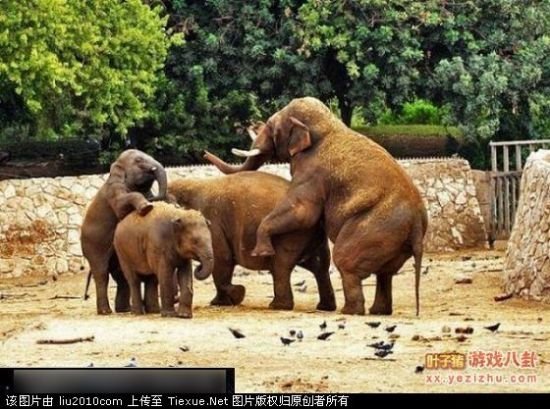 动物们饥渴时最饥不择食