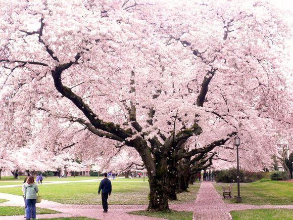 三月樱花季 国内这些赏樱胜地 拥有不输日本的