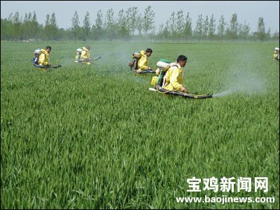陈仓区农技人员指导农民为小麦灭虫防病