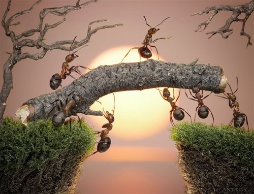 Andrey Pavlov:蚂蚁王国微距生活