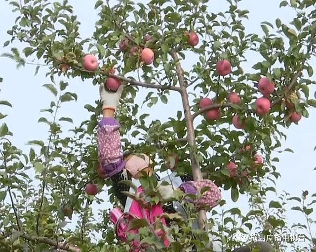 横山6.2万亩苹果今年产量达9.3万吨 产值近3亿