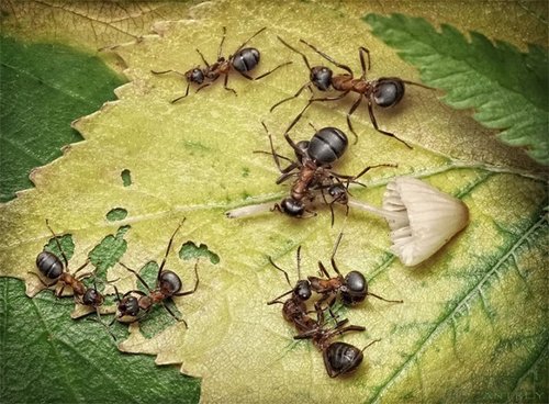 Andrey Pavlov:蚂蚁王国微距生活