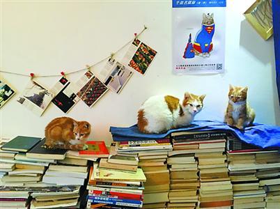 陕西小伙上海开书店 10只猫成图书管理员