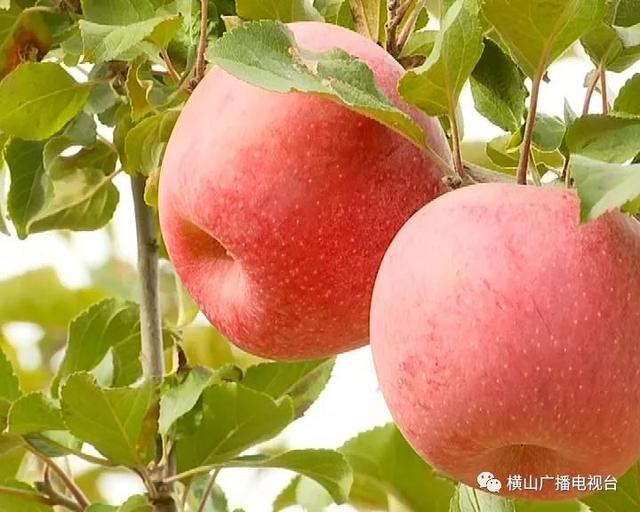 横山6.2万亩苹果今年产量达9.3万吨 产值近3亿