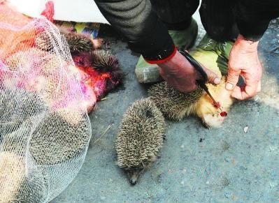 老太太当街将刺猬剥皮卖肉