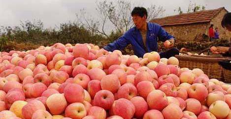 扶风苹果喜丰收总产值可达12亿元
