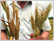 咸阳7旬老汉种7亩麦 到了收获季节却颗粒无收