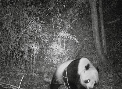  宁陕 再次 拍摄 到 野生大熊猫  体重在60公斤左右